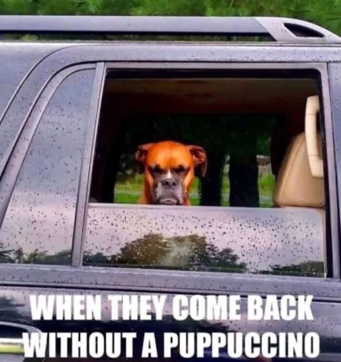 Funny animal meme of a dog looking annoyed in a car because it didn't get a puppuccino.