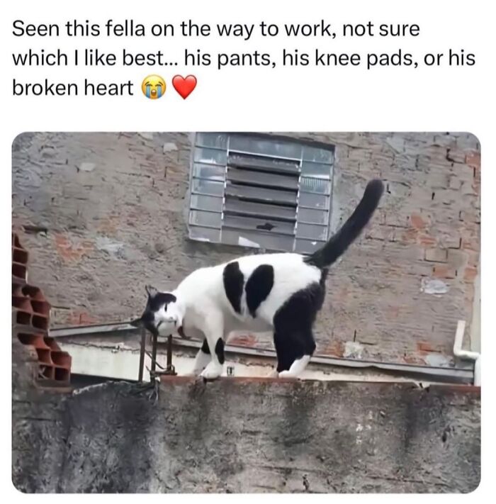 A black and white cat with heart-shaped markings on its body, standing on a ledge. Funny cat meme.