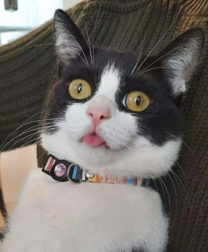 A black and white derpy animal, a cat, sticking out its tongue, showcasing its ridiculous and silly expression.