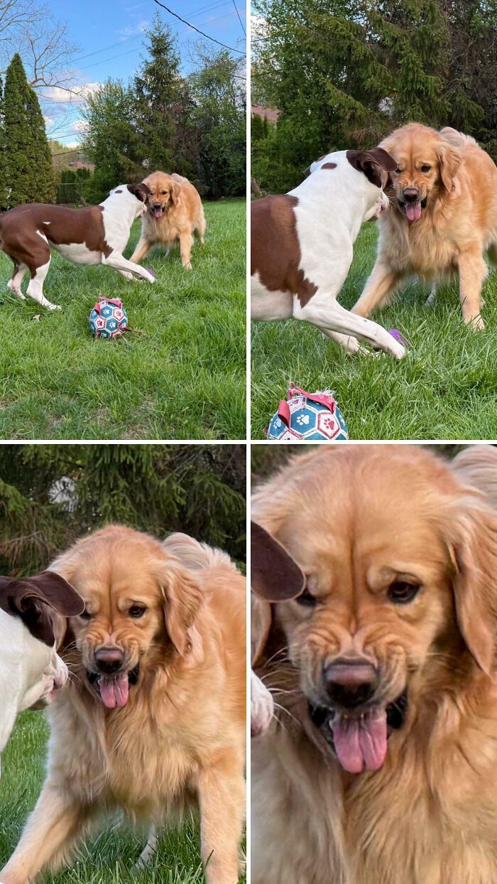 A four-panel image of two derpy dogs playing with a ball, one golden retriever making funny, ridiculous faces.