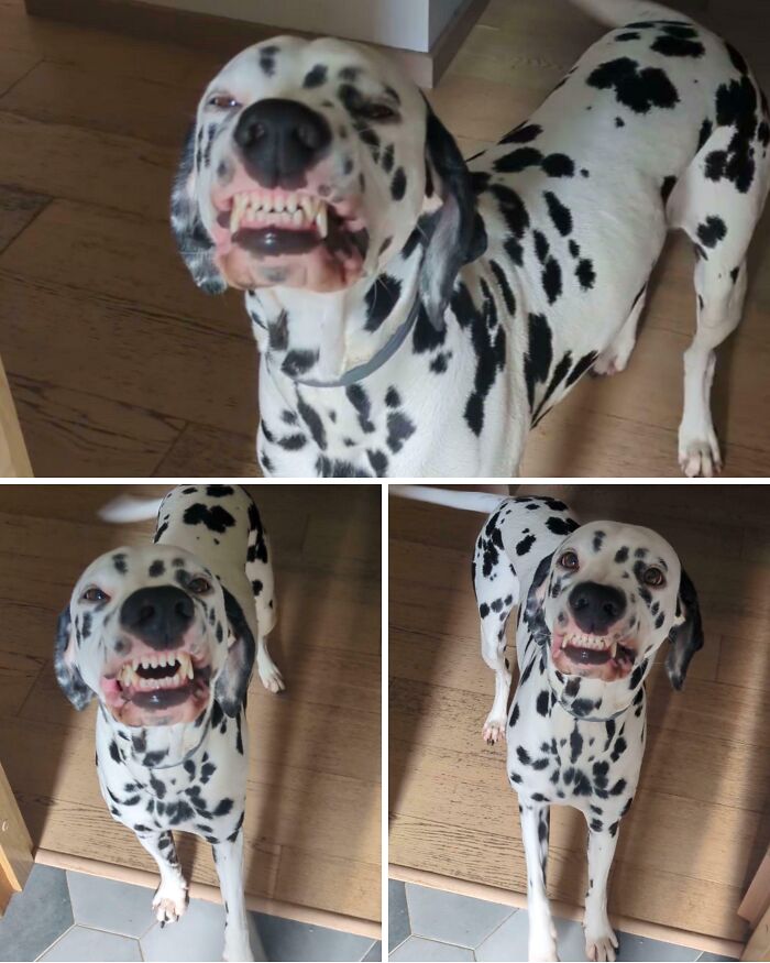 Three images of a derpy Dalmatian showing its teeth in a funny, ridiculous grin.
