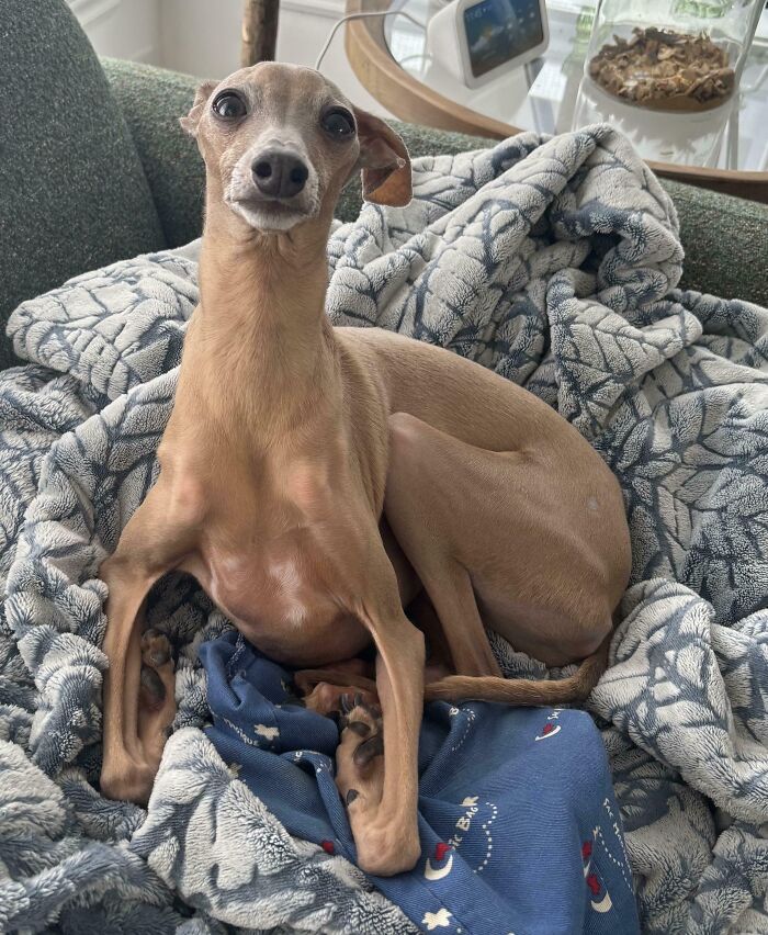 A skinny, tan dog with big eyes sitting on a blue and white blanket, showcasing its derpy animal charm.