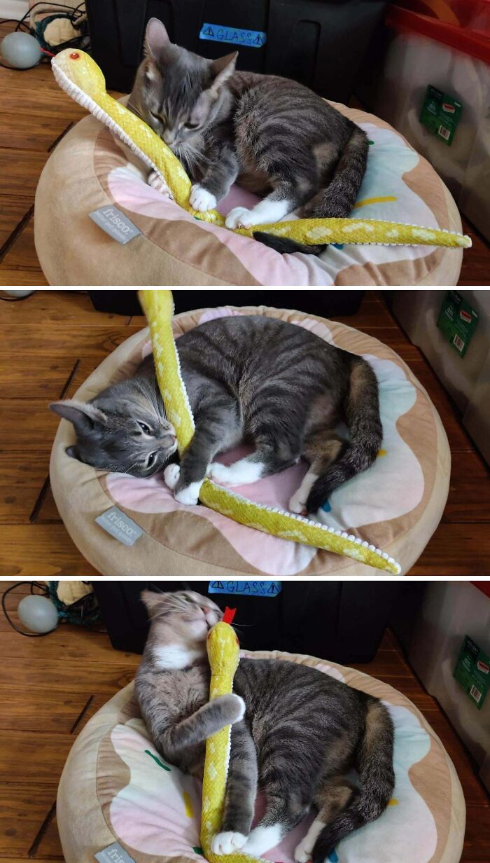 A sequence of three images showing a derpy cat trying to sleep with a yellow snake toy in its bed.