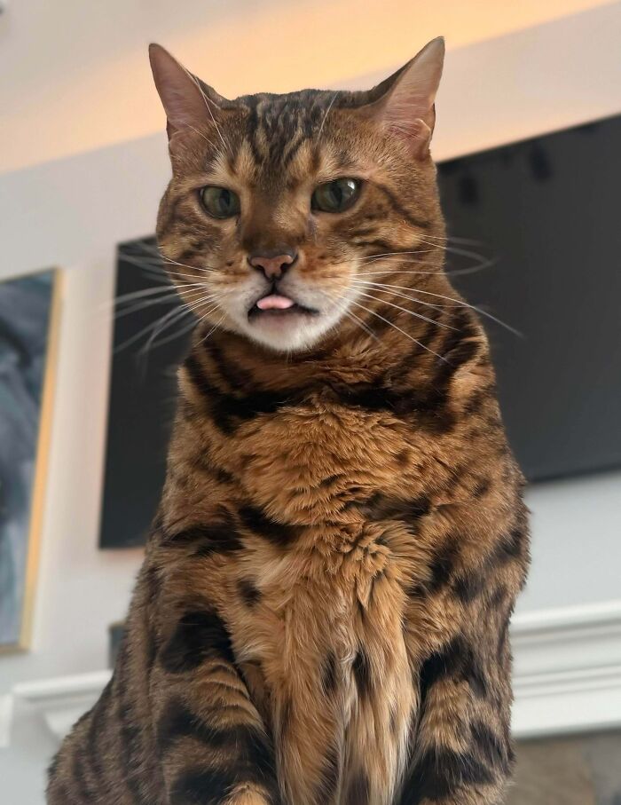 A Bengal cat making a derpy face with its tongue slightly out, looking ridiculous.