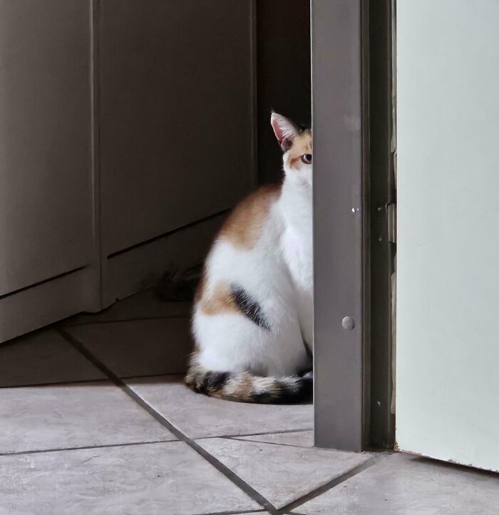 A calico cat, a derpy animal, peeking from behind a door frame, looking curious.