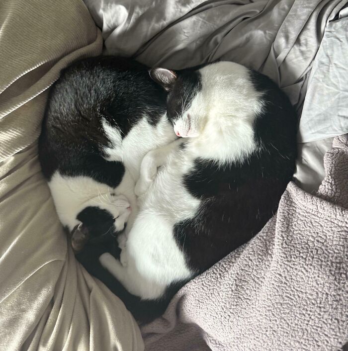 Two derpy animals, black and white cats, curled up together in a heart shape on a bed, looking ridiculous.