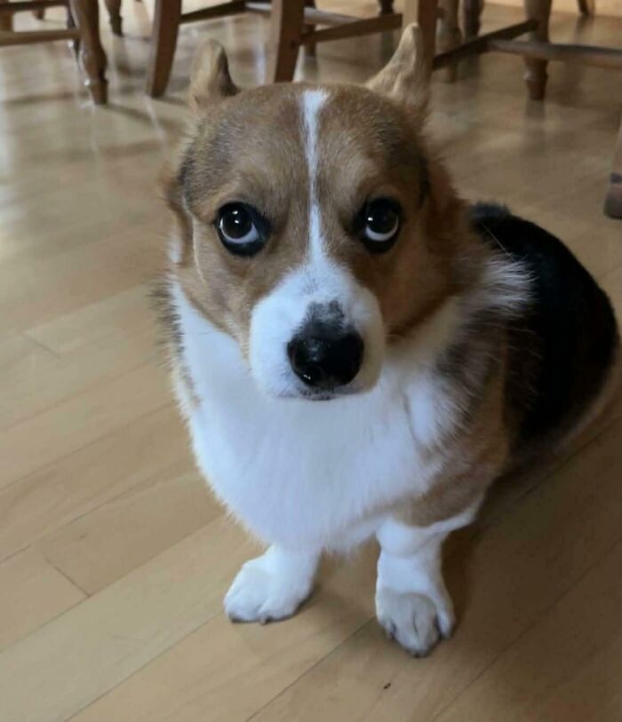 A small corgi dog with big eyes looking derpy, sitting on a wooden floor.