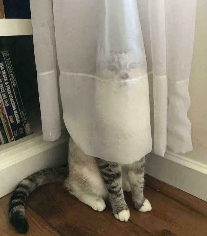 A derpy animal, a white cat, comically hides behind a sheer white curtain, with only its face visible.