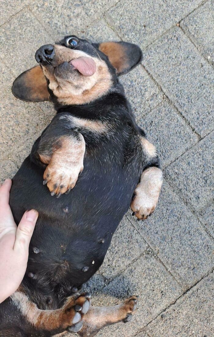 A derpy dachshund lying on its back, looking ridiculous with its tongue out and wide eyes.