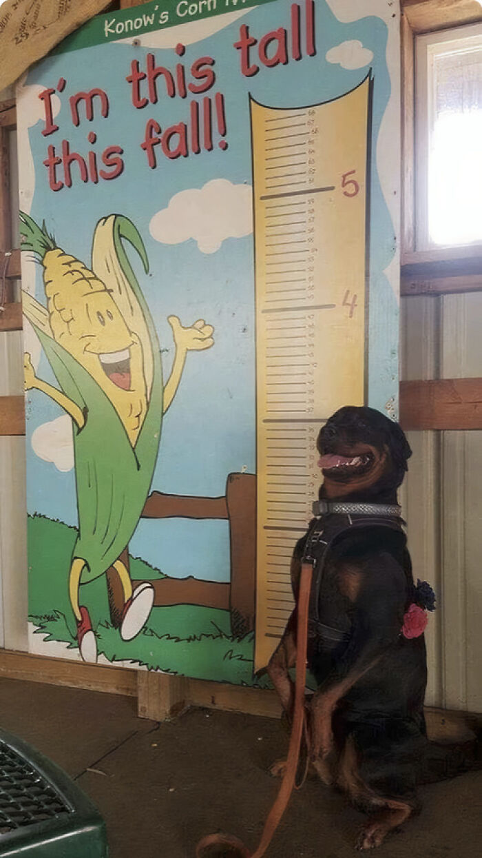 Hilarious photos: A cute dog posing next to a growth chart that says I'm this tall this fall!