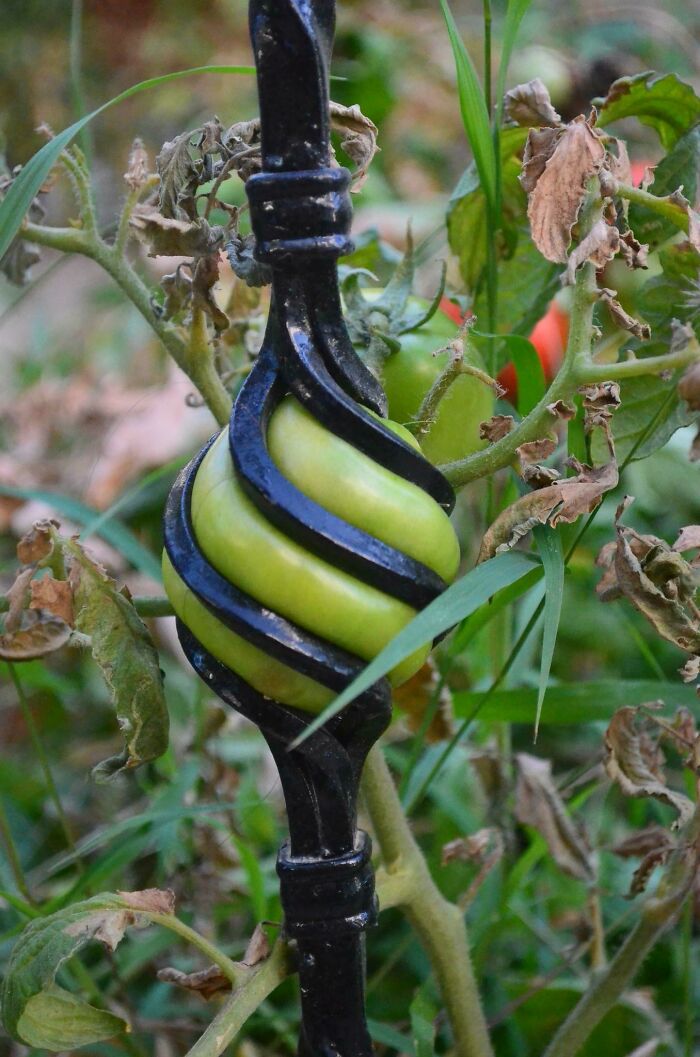 Este tomate creciendo en el hueco de una verja