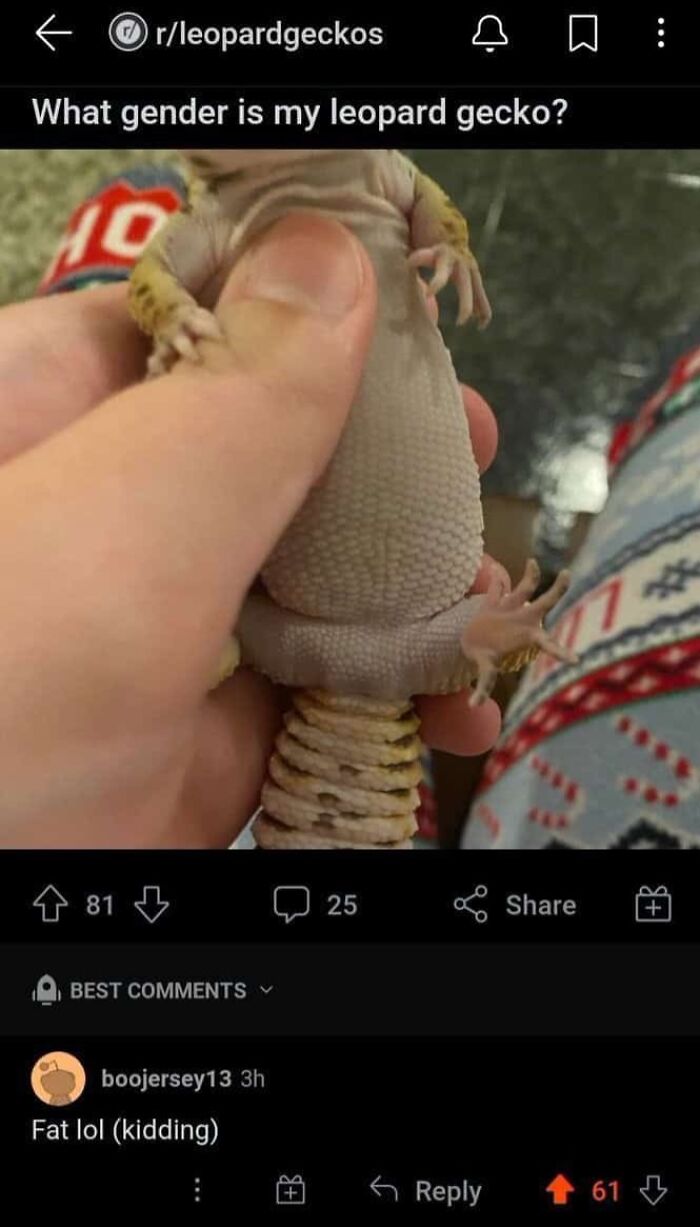 A Reddit post showing a leopard gecko, asking about its gender, with a funny comment. Always read the comments!