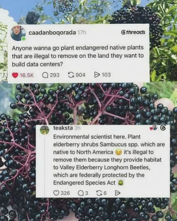 A social media post suggesting planting endangered native plants to prevent data centers, an example of chaotic good posts.