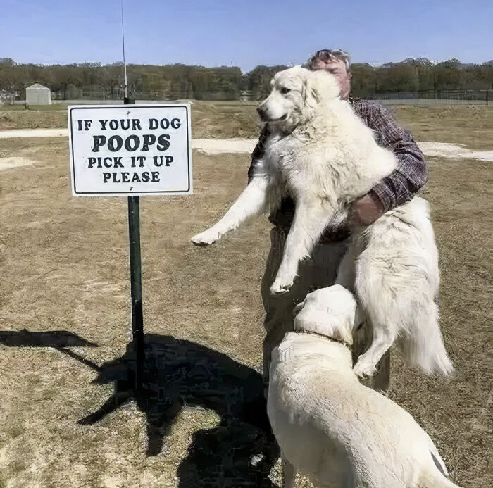 A man holding a large white dog near a sign about picking up dog p**p, an internet hilarious photo.