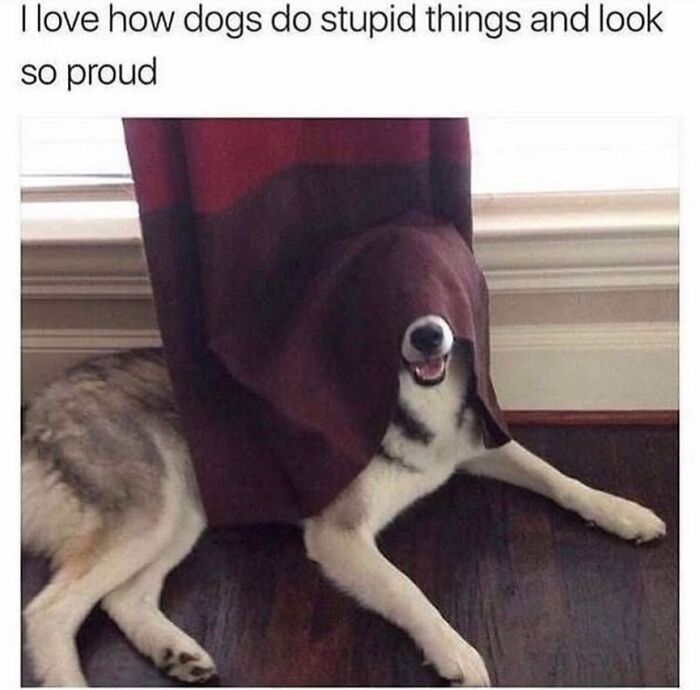 A dog meme shows a dog peeking out from under a curtain, showcasing dog cuteness and chaos.