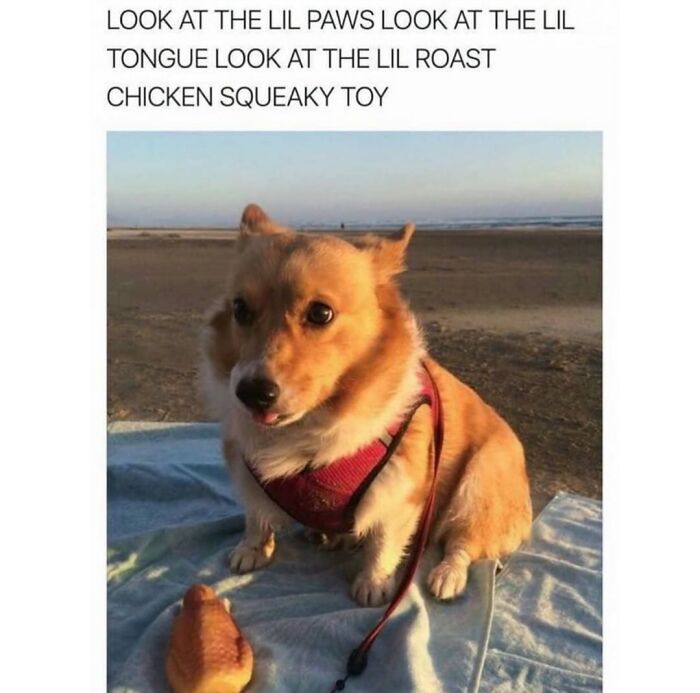 Adorable corgi dog on a beach blanket with a chicken toy, capturing the cuteness of having a dog.