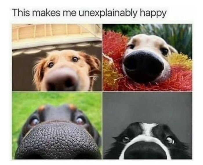 A collage of four dog memes with close-up photos of dog noses, embodying the cuteness and chaos of having a dog.