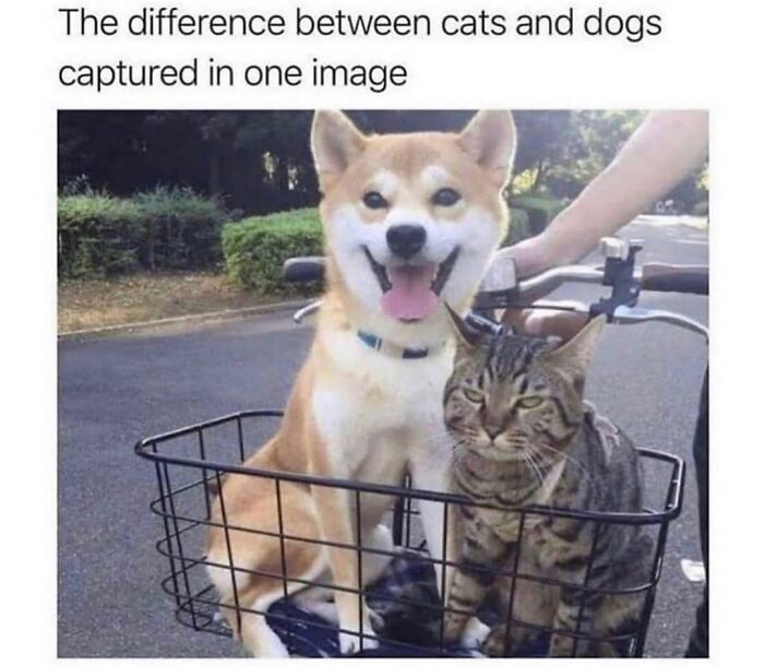 A dog meme showing a happy dog and an annoyed cat in a bicycle basket, highlighting the cuteness and chaos of having a dog.