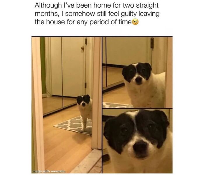 A dog meme featuring a dog with a guilty expression looking in a mirror, reflecting the cuteness and chaos of having a dog.