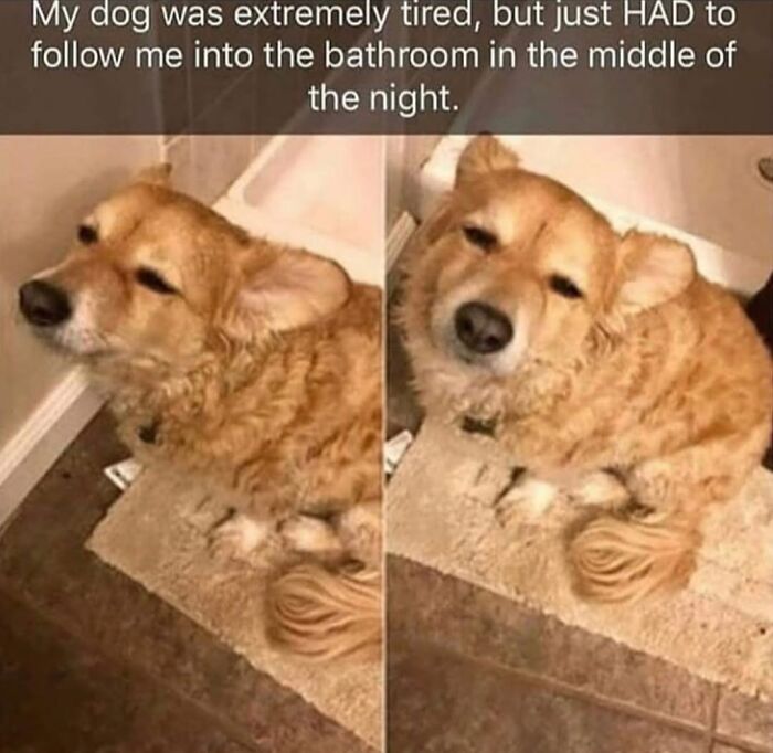 A tired dog meme featuring a golden dog on a bath mat, illustrating the chaos and cuteness of having a dog.