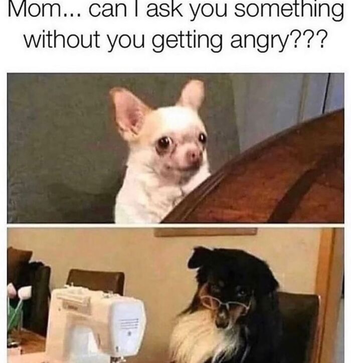 A dog meme with two dogs; a small chihuahua looking mischievous and a black dog wearing glasses like an adult, showing dog memes.