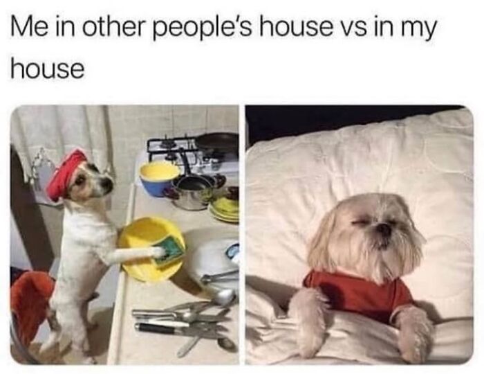 A split image of two dog memes; one dog doing dishes, the other relaxing in bed, showing dog cuteness and chaos.