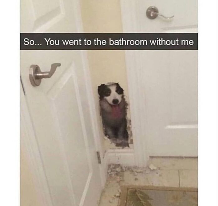 A funny dog meme featuring a dog peeking through a hole in a wall, symbolizing the chaos of having a dog.