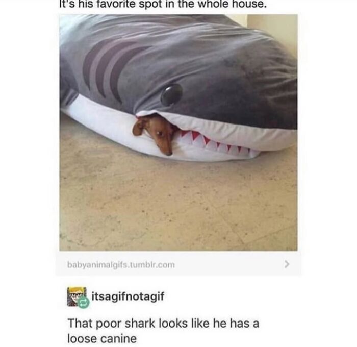 A dachshund dog cozily sleeping inside a shark-shaped dog bed, an adorable dog meme.