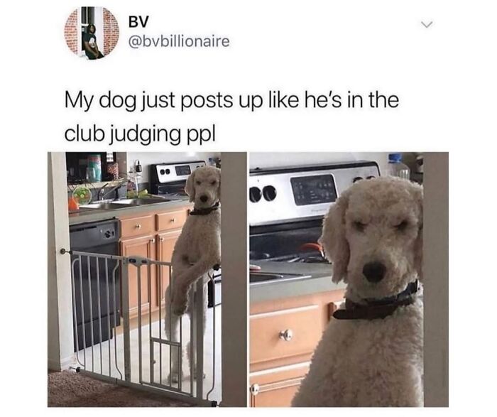 A white poodle dog peeking over a baby gate in a kitchen, looking like it's judging. These dog memes show its chaos.