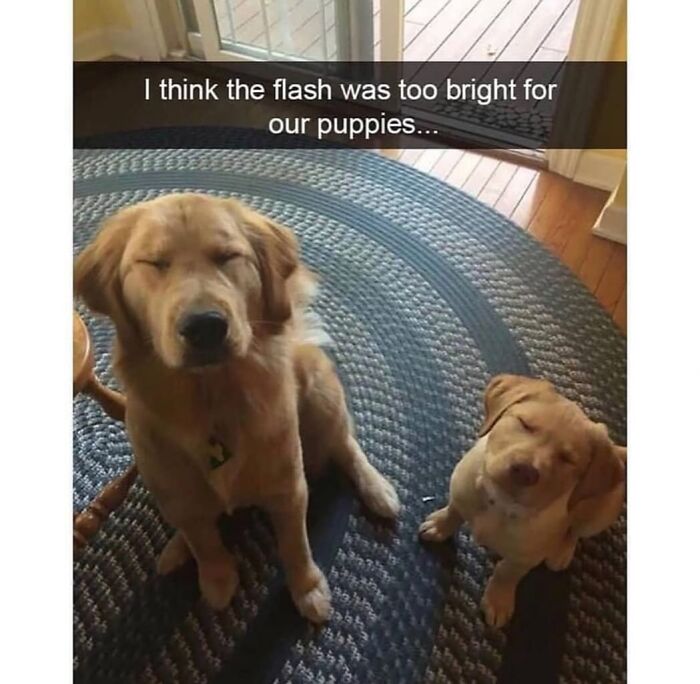 Dog memes capturing the cuteness of two dogs blinking from a bright camera flash.