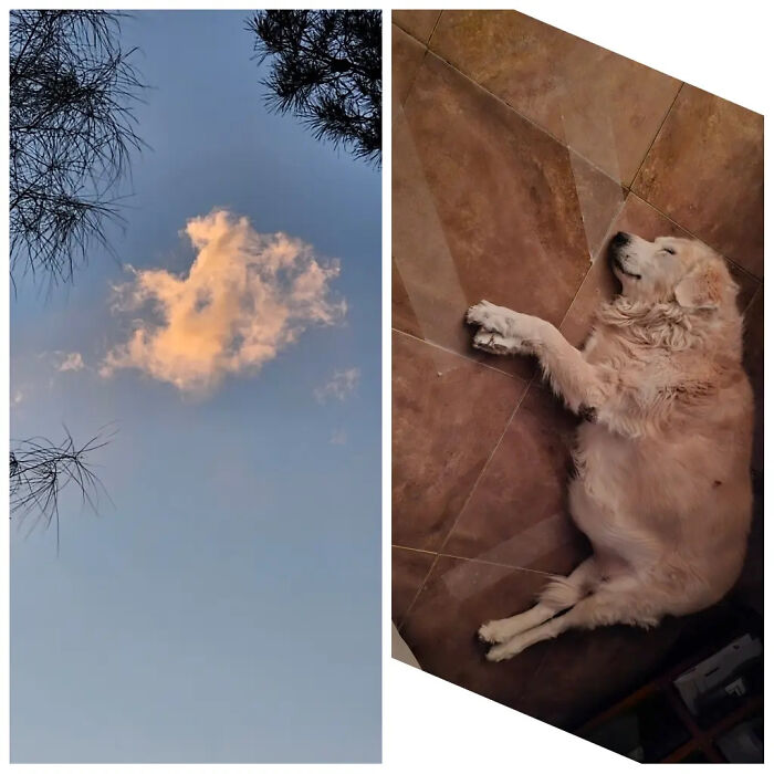 A split image of a cloud resembling a dog in the sky and a dog sleeping on the floor, telling stories that swear are 100% true.