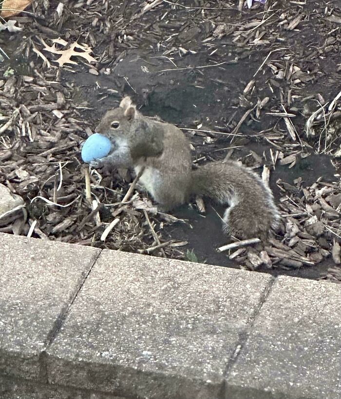 A squirrel, caught in the act by mischievous kids, holds a blue Easter egg in its mouth, making parents laugh and giving them a headache.