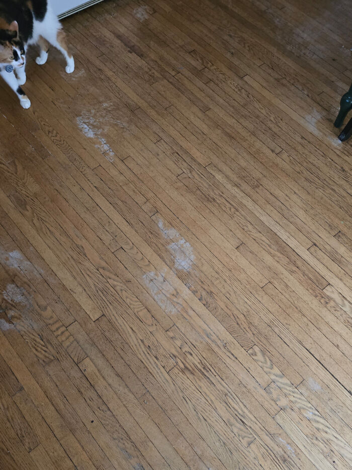 A wooden floor with scattered white powder and a cat, depicting a common scene of mess from mischievous kids.
