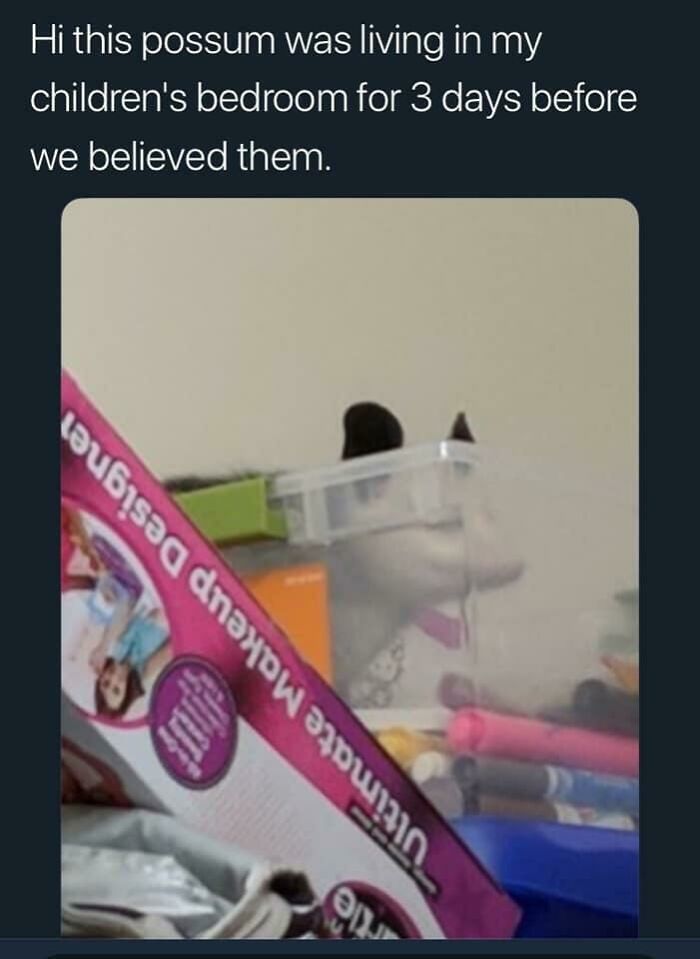 A possum hiding behind a makeup box in a child's room, a discovery by mischievous kids.