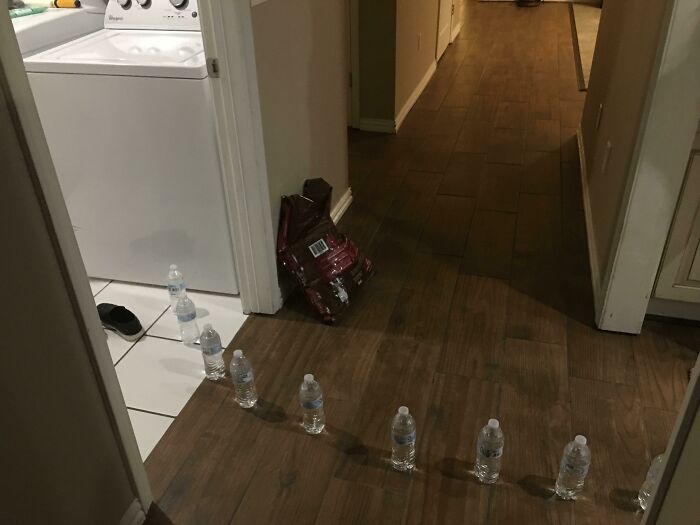 A line of water bottles on a wooden floor, a mischievous kid's play setup.