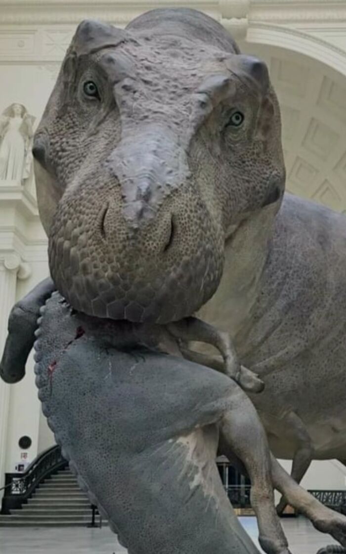 A realistic Tyrannosaurus Rex dinosaur statue biting another dinosaur, featuring funny online lies and knee-slapping pictures.
