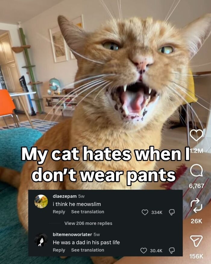A ginger cat hisses at the camera with a caption 'My cat hates when I don't wear pants,' with a perfect reply below.