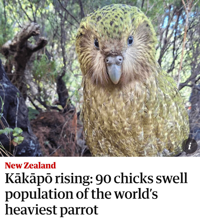 New Zealand's Kākāpō, The World's Only Flightless Parrot, Had Its Biggest Breeding Season On Record, With 90 New Chicks Pushing The Population From 235 To 325