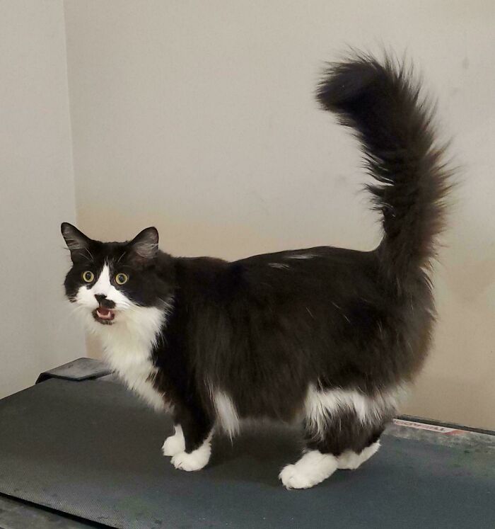 Black and white cat meowing with fluffy tail up