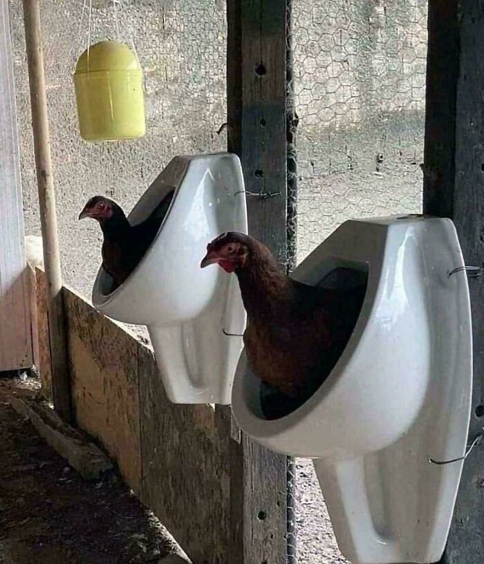 An unhinged image of two chickens sitting inside urinals in a coop, an unexpected and bizarre scene.
