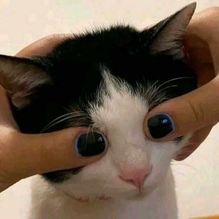 Hands pulling open a black and white cat's eyes, making an unhinged image.