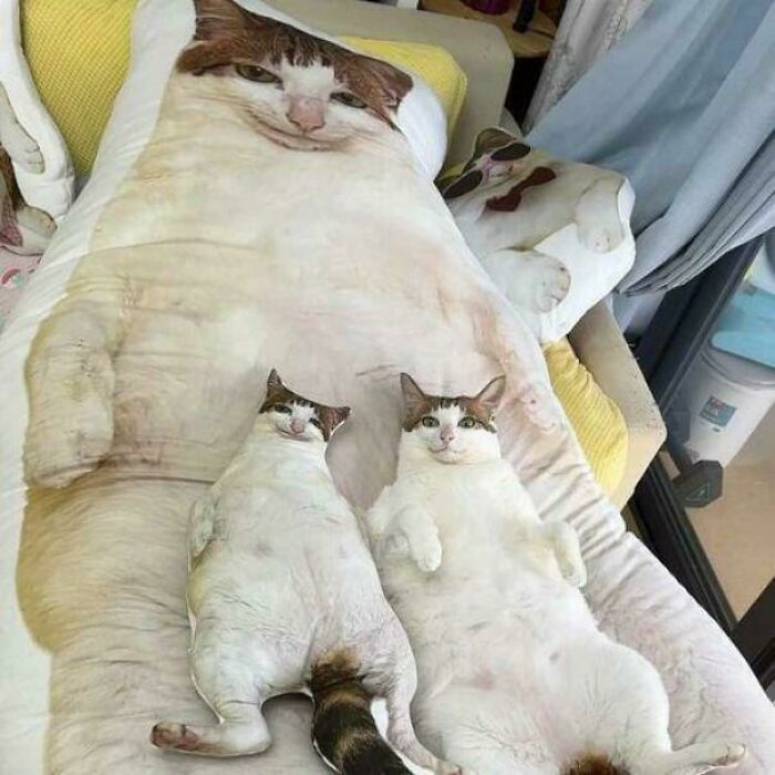 Two cats with unhinged images on a giant cat pillow, looking amused and relaxed.