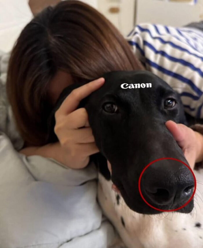 A person gently holds a black dog's face, with the word 'Canon' above its nose, highlighted by a red circle, among unhinged images.