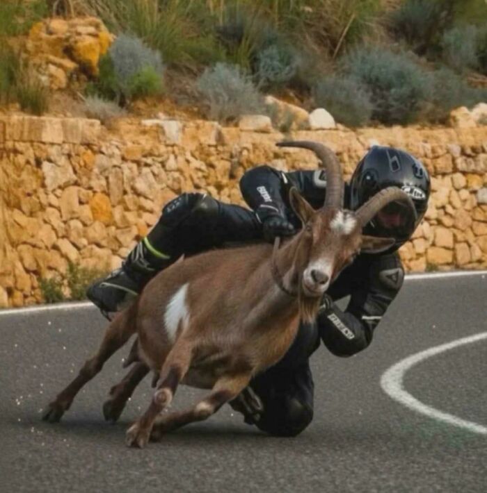 A person in a motorcycle suit appears to be riding a goat on a paved road, an unhinged image.