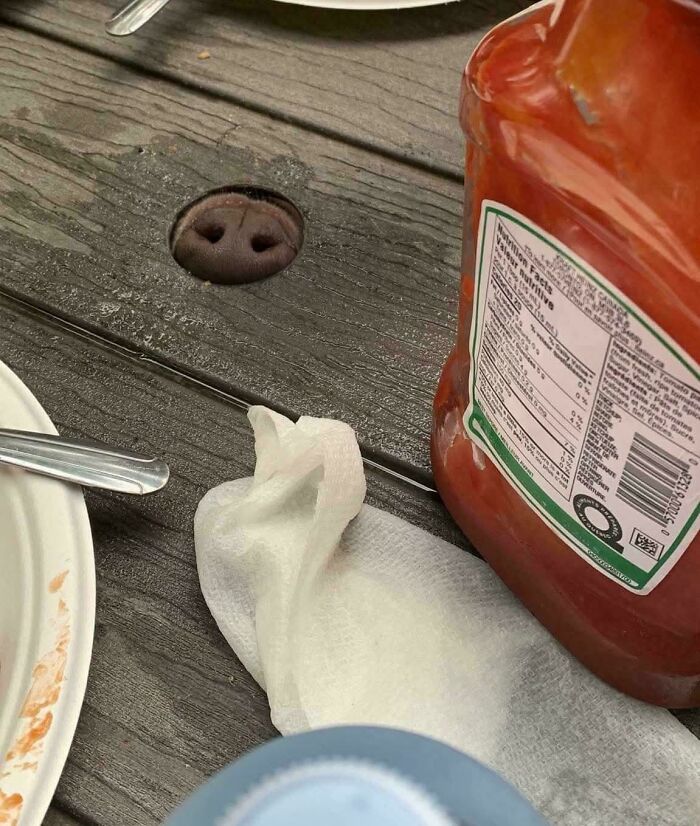 A pig's snout pokes through a hole in a wooden picnic table, an unhinged image.