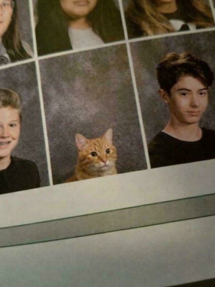 An orange cat peeks out from a school yearbook, a truly unhinged image.