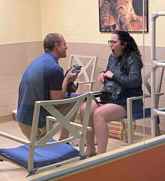 A man proposes with a kitten to a surprised woman, one of many unhinged images.