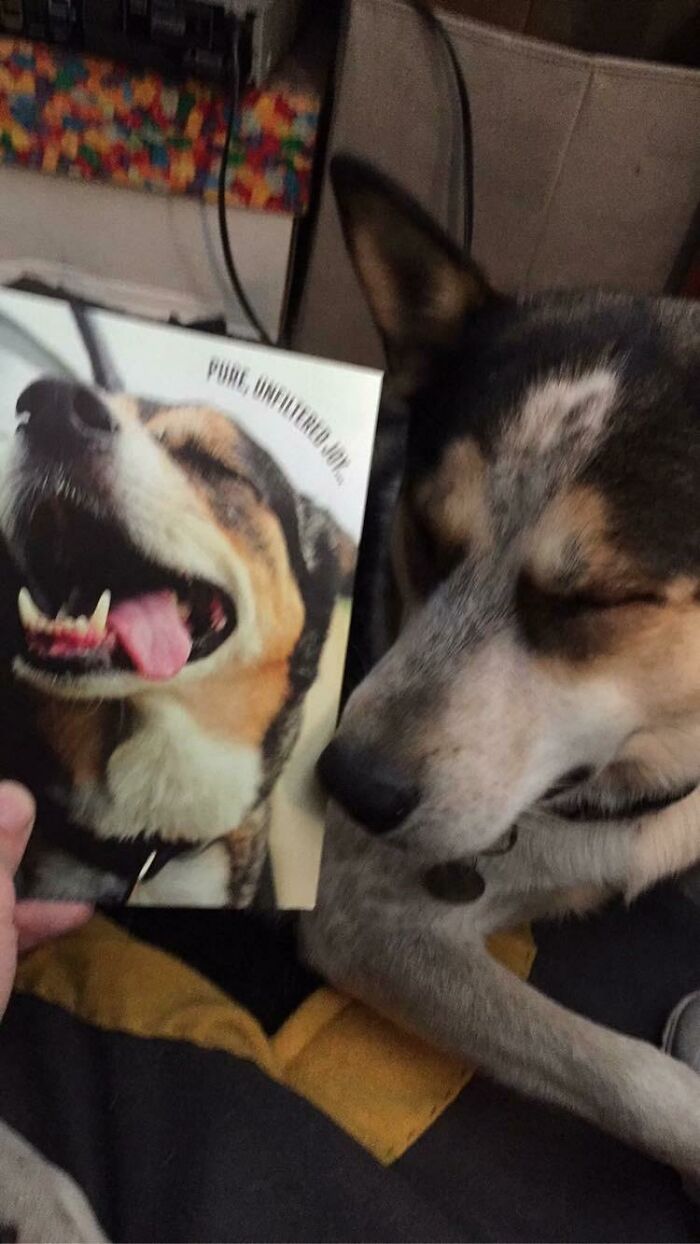 A dog sleeping next to a book with a picture of a smiling dog, perfectly synced.