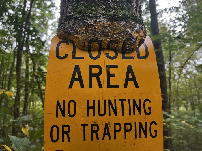 A tree growing through a closed area sign, perfectly synced.