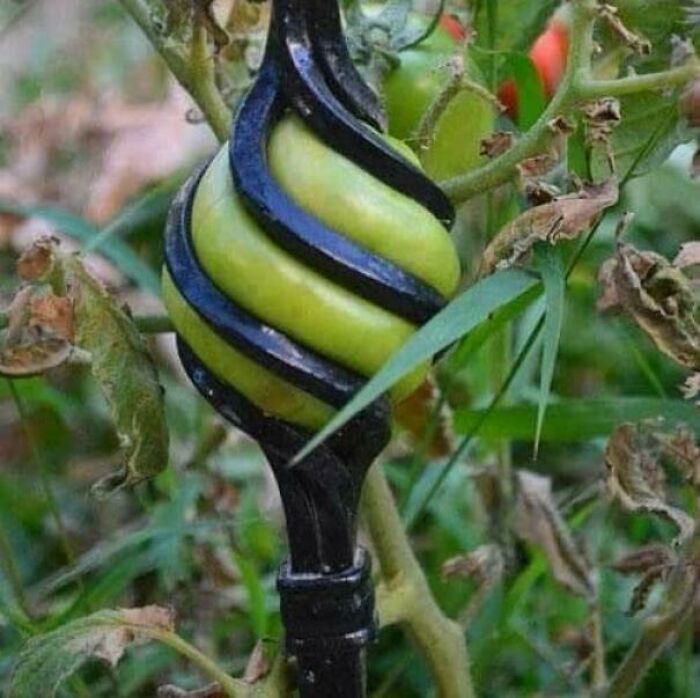 A green tomato perfectly synced and growing through a spiral black metal garden stake.